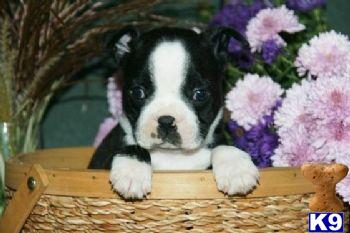 Boston Terrier Puppies for Sale